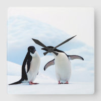 Adelie Penguins