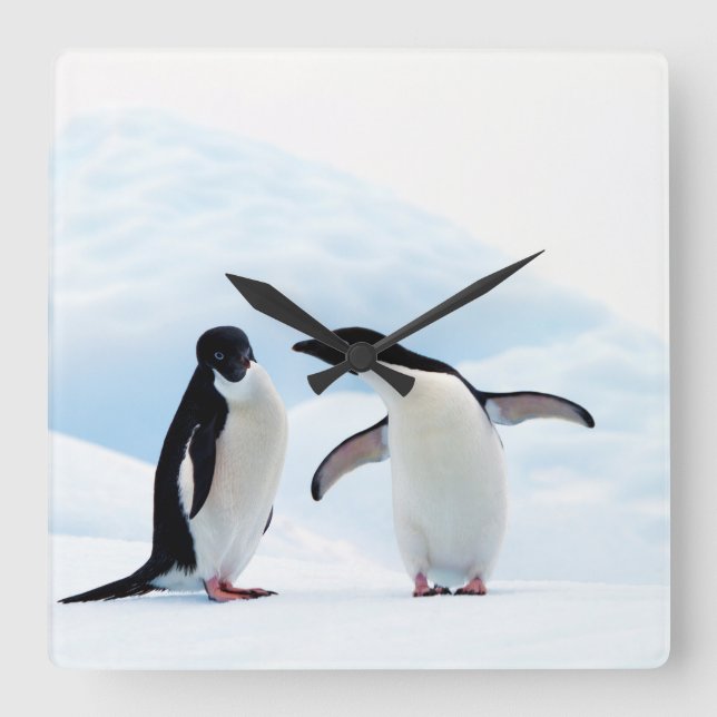 Relógio Quadrado Adelie Penguins (Frente)