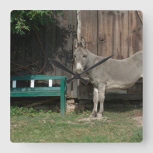 Relógio Quadrado Adorable Donkey Next To Wooden Green Bench
