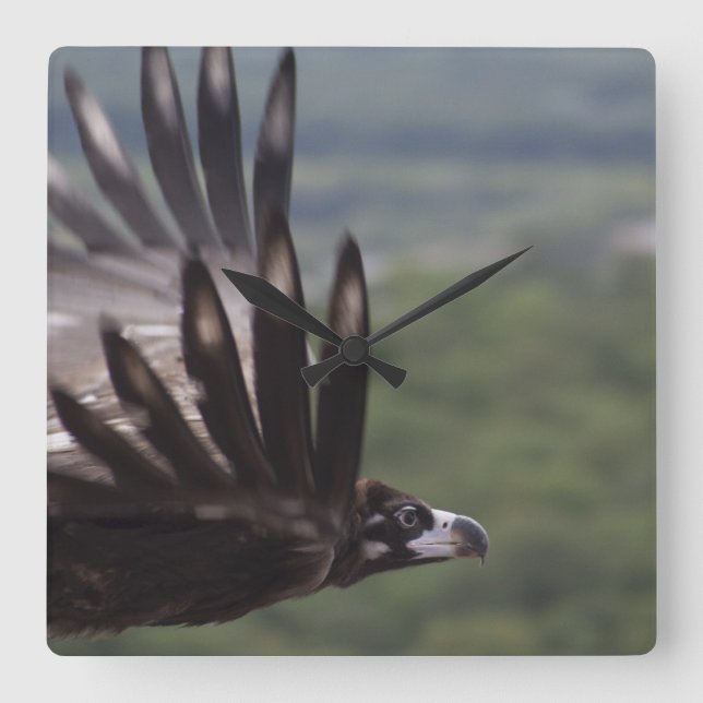 Relógio Quadrado Aegypius monachus (Frente)