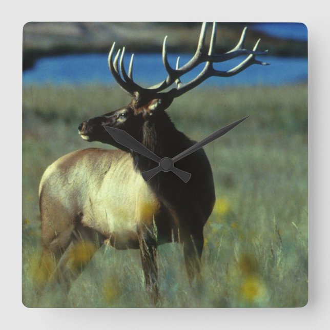 Relógio Quadrado Alces de Bull - coleção americana dos animais (Frente)