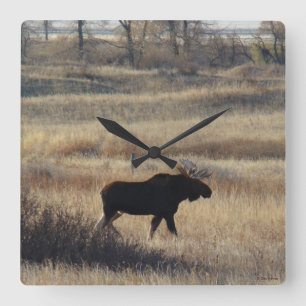 Relógio Quadrado Alces de M5 Bull nas colinas da areia