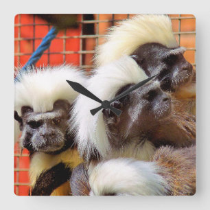 RELÓGIO QUADRADO ALGODÃO - MACACOS DE TAMARINA SUPERIOR