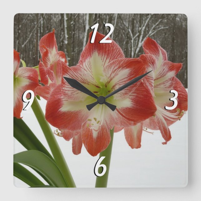 Relógio Quadrado Amaryllis no Feriado Vermelho de Neve Floral de in (Frente)