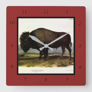 Relógio Quadrado American Bison, ou Buffalo (Bison bison) - Audubon