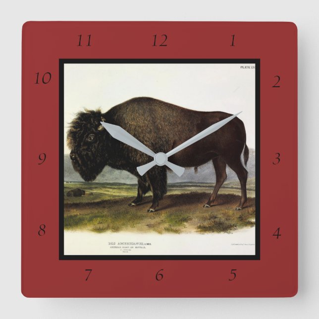 Relógio Quadrado American Bison, ou Buffalo (Bison bison) - Audubon (Frente)