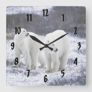 Relógio Quadrado Amor ao Urso Polar