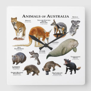 Relógio Quadrado Animais da Austrália