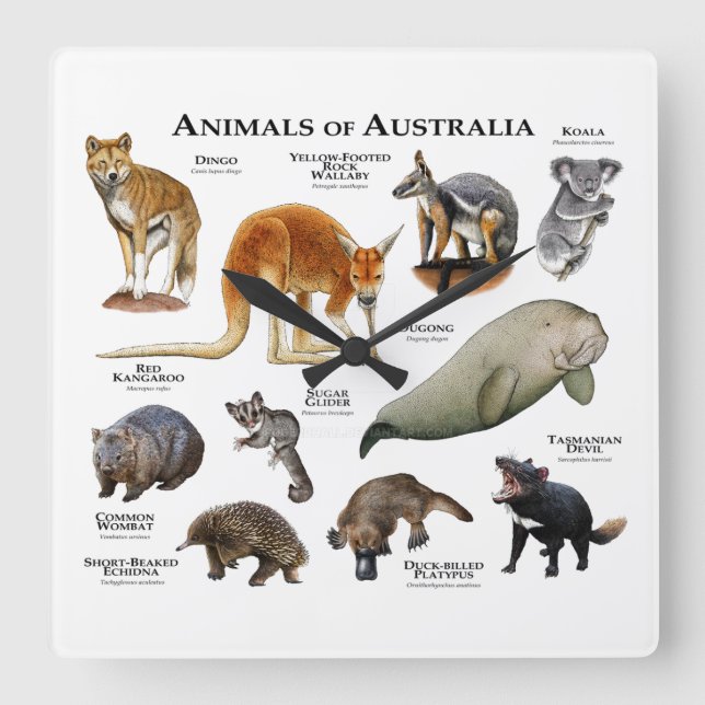 Relógio Quadrado Animais da Austrália (Frente)