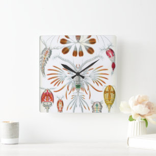 Relógio Quadrado Animais Marinhos Antigos, Copepoda por Ernst Haeck