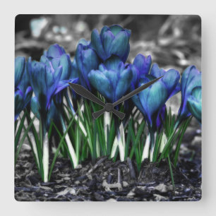 Relógio Quadrado Aqua Blue Crocus Blooms