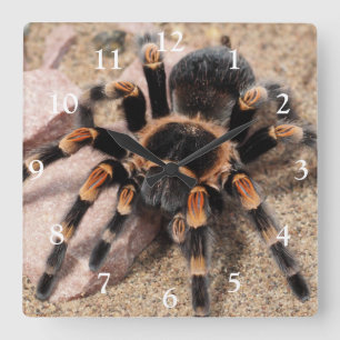 Relógio Quadrado Aranha Vermelha Mexicana Tarantula