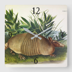 Relógio Quadrado Armadillo de nariz longo de nove pela Audubon