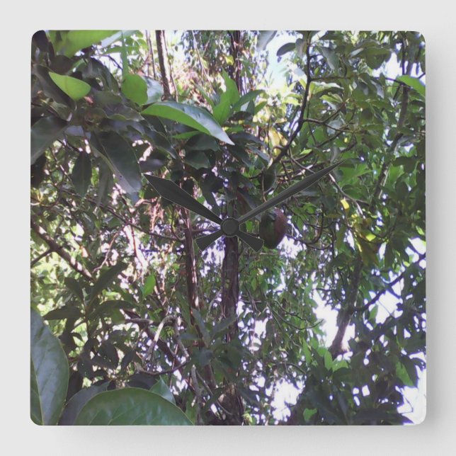 Relógio Quadrado Árvore Avocado (Frente)