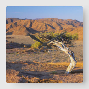 Relógio Quadrado Árvores E Terras Desérticas, Richtersveld