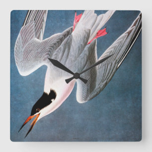 Relógio Quadrado Audubon: Andorinha-do-mar rósea