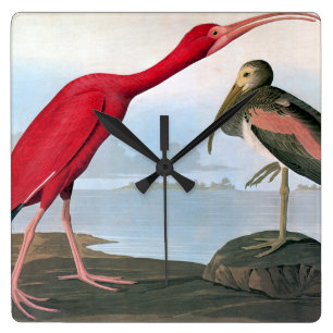 Relógio Quadrado Audubon: Escarlate dos íbis