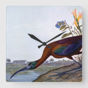 Relógio Quadrado Audubon: Íbis lustrosos