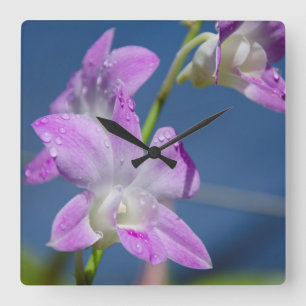 Relógio Quadrado Austrália, Território Norte, Darwin