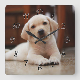 Relógio Quadrado Baby Yellow Labrador Puppy Dog deitado em Belly