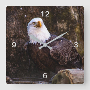 Relógio Quadrado Bald Eagle