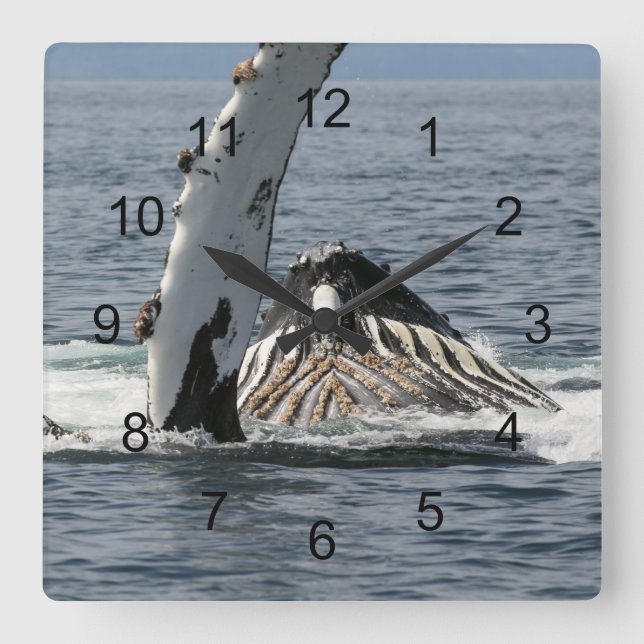 Relógio Quadrado Baleia-jubarte (Frente)