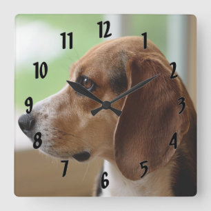 Relógio Quadrado Beagle Sonhando Dia