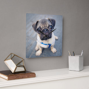 Relógio Quadrado Bebês Mais Pobres   Baby Pug