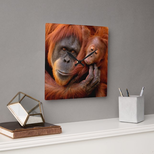 Relógio Quadrado Bebês Mais Pobres | Orangutan Mãe e Bebê (Escritório)
