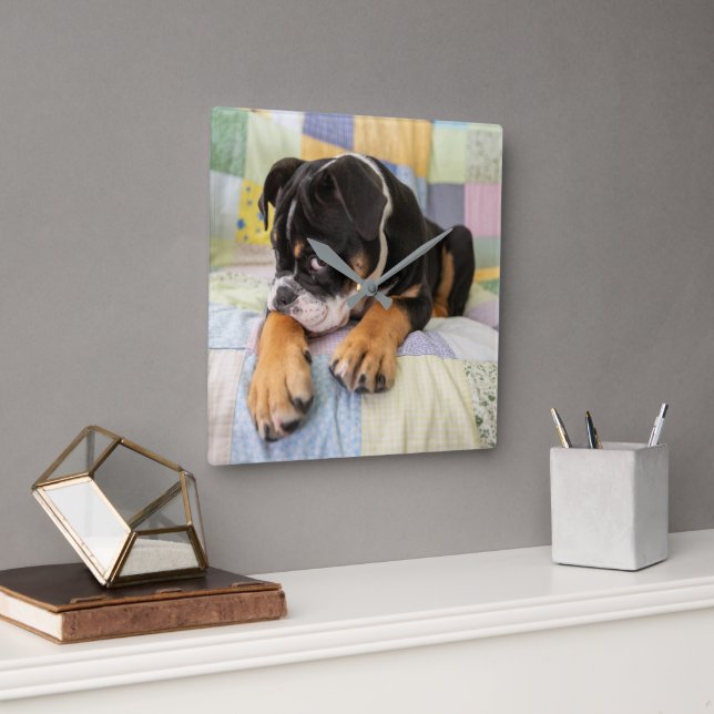 Relógio Quadrado Bebês Mais Pobres | Tímido Bulldog Inglês (Escritório)