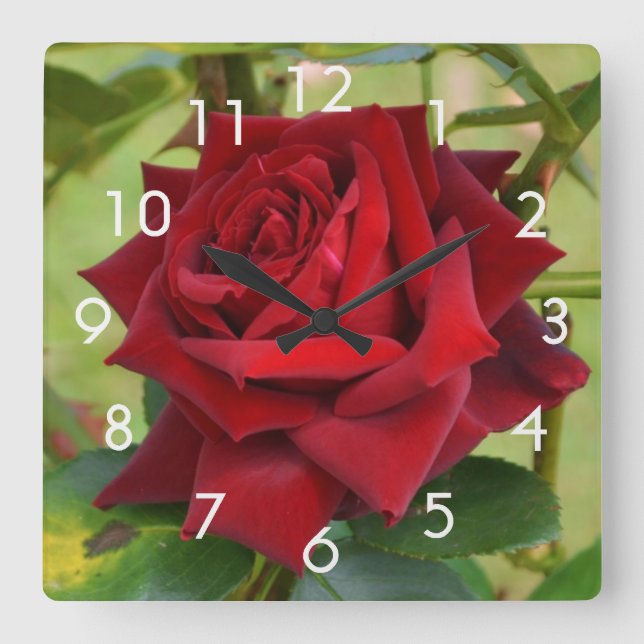 Relógio Quadrado Bela Rosa vermelha Wall Clock (Frente)