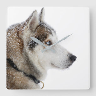 Relógio Quadrado Belo Husky Siberiano na neve