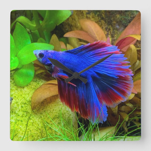 Relógio Quadrado Betta Splendens (Frente)