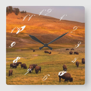 Relógio Quadrado Bisonte que pasta no monte no vale de Hayden