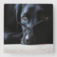 Black Labrador