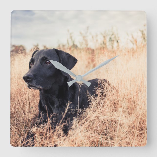 Relógio Quadrado Black Labrador In Dry Grass (Frente)