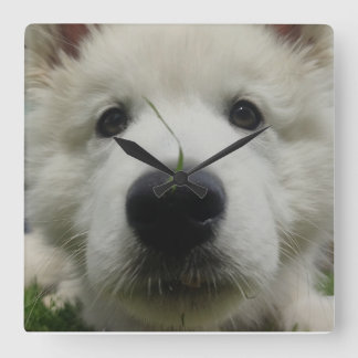 Relógio Quadrado Bloqueio de Parede do Cachorro Suíço - Cachorro do