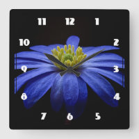 Blue Daisy Gerbera Flower em preto
