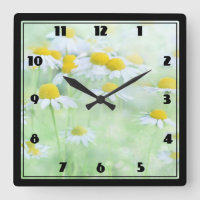 Bonito margaridas em uma fotografia de campo em um