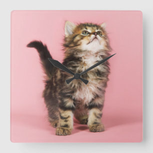 Relógio Quadrado Bonito no gatinho cor-de-rosa