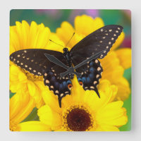 Borboleta preta de Swallowtail