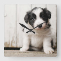 Border Collie Puppy