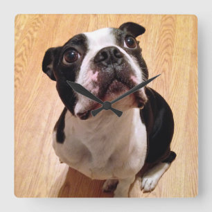 Relógio Quadrado Boston Terrier Dog