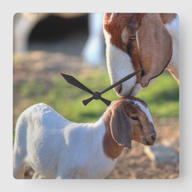 Relógio Quadrado Cabra & bebê da mãe (Frente)