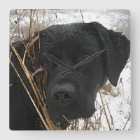 Caça tardia da temporada - Preto Lab - Labrador