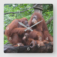Café da manhã com o Zoológico Orangutans de Singap