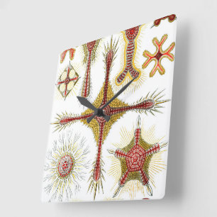 Relógio Quadrado Camomila Selvagem por Ernst Haeckel, Natureza Vint