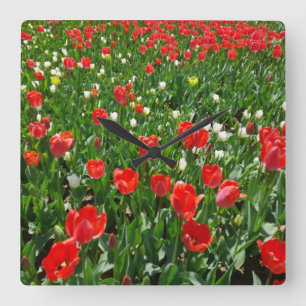 Relógio Quadrado Campo de Flores de Tulipa Vermelha Fotografia da N