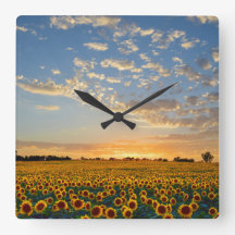 Campo do girassol no por do sol