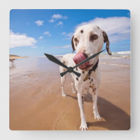 Cão Dalmatian na praia